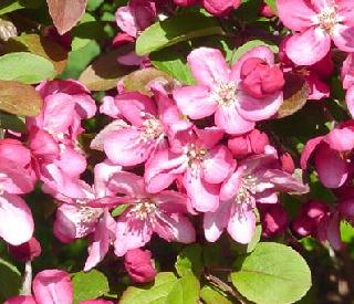 flowering crabapple